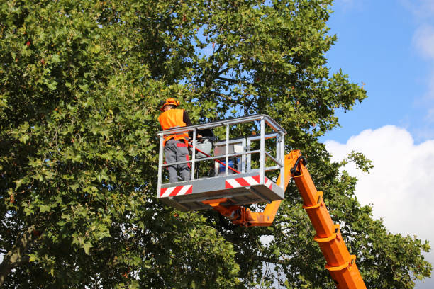 Best Commercial Tree Services  in Steelton, PA